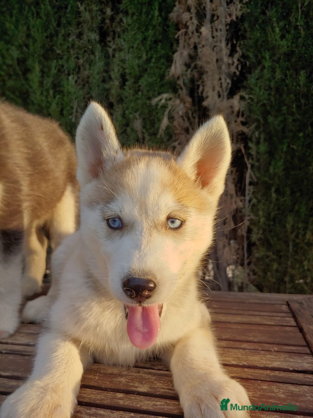 Husky Siberiano perros en venta: Camada de husky  - Imagen 2