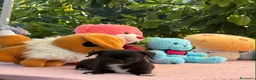 Chihuahua perros en venta: Preciosa cachorros de chihuahua  - Anuncio 4