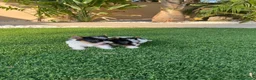 Biewer Yorkshire Terrier a la Pom Pon perros en venta: Yorkshire  - Anuncio 5