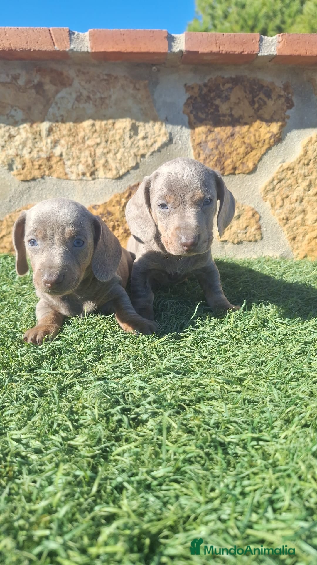 Teckel Miniatura perros en venta: Teckel kanichen isabela ojos claros  - Anuncio 4
