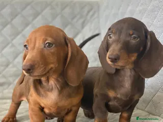 Teckel Miniatura perros TECKEL - Anuncio 1