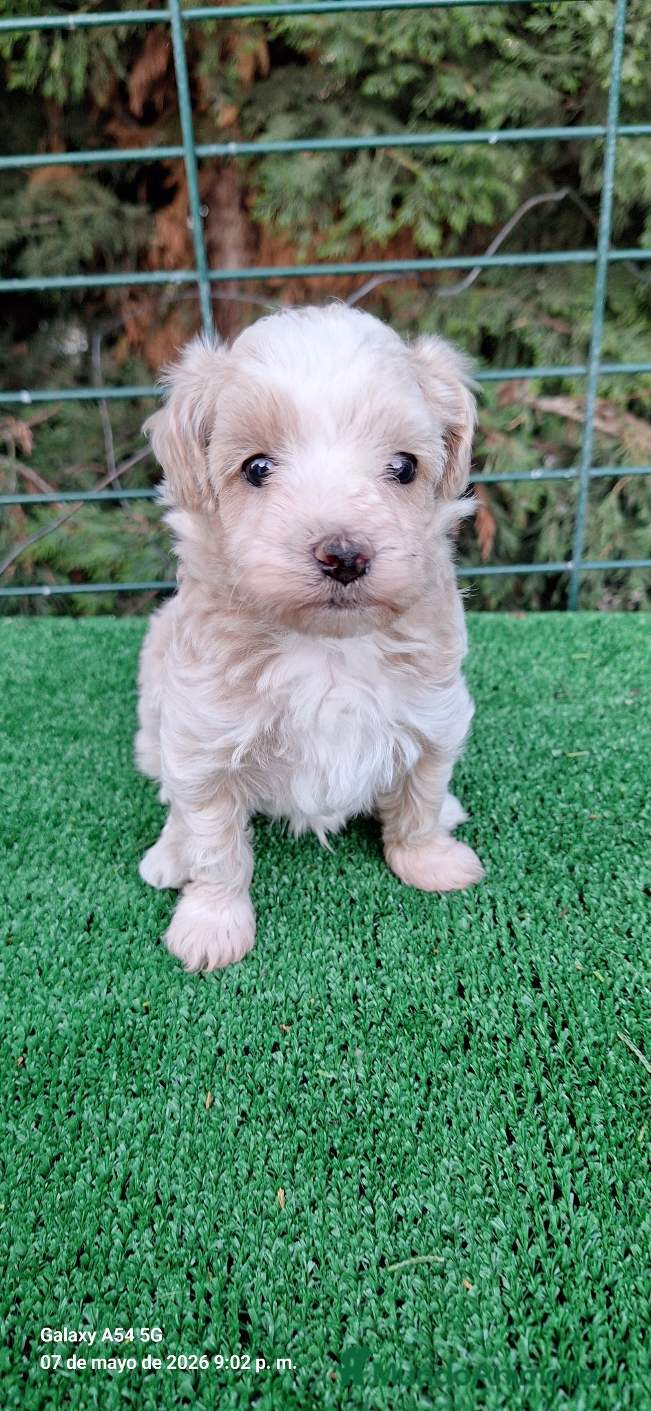 Maltipoo perros en venta: Maltipoo - Anuncio 8