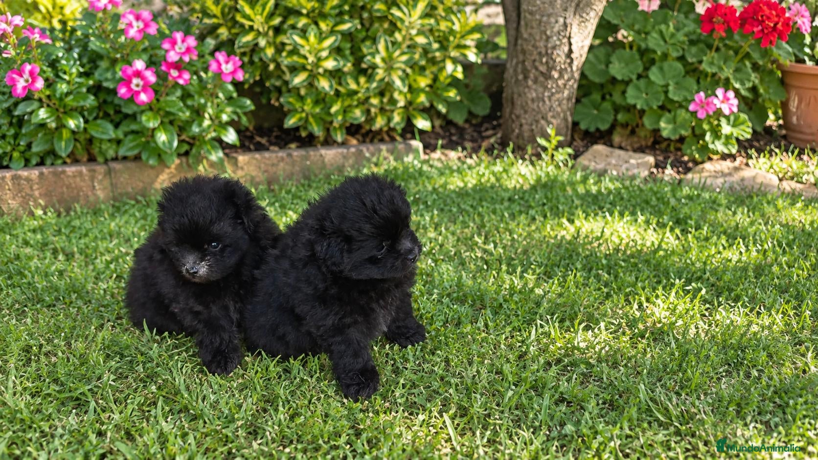 Pomapoo perros POMAPOO HEMBRITAS - Anuncio 2