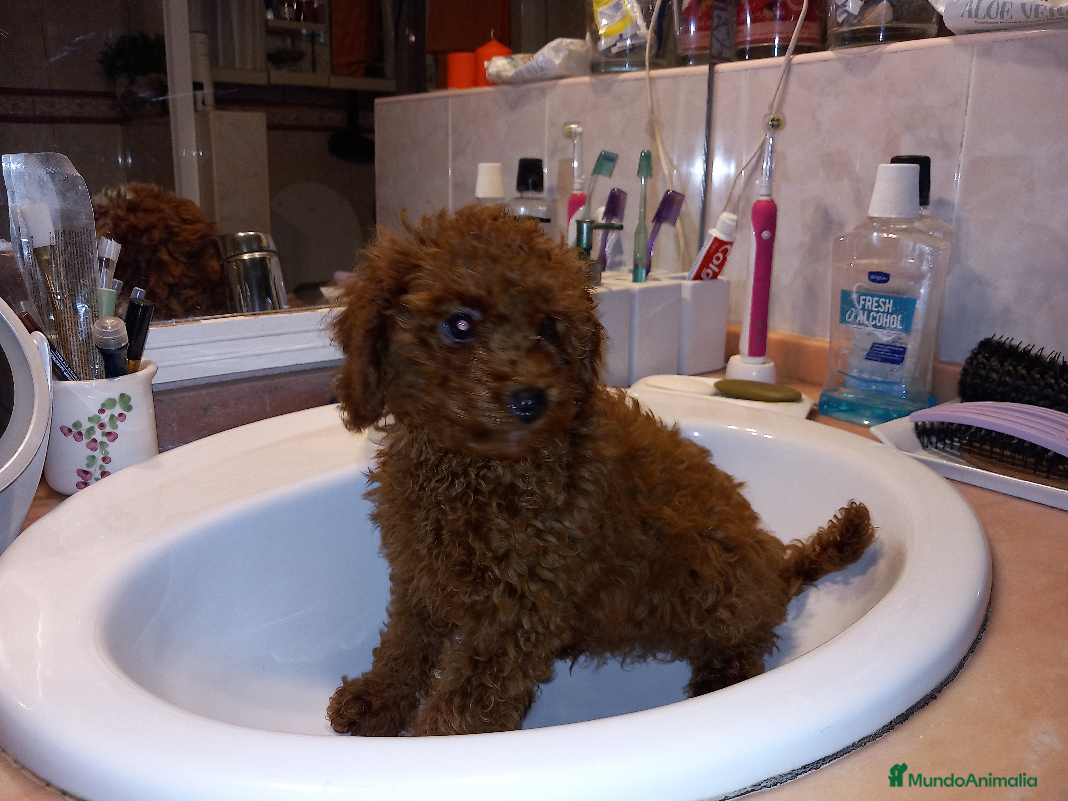 Caniche Toy perros Poodle Caniche toy rojo cachorro. - Anuncio 34
