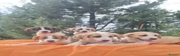 Mastín Español perros en venta: Mastín español  - Anuncio 8