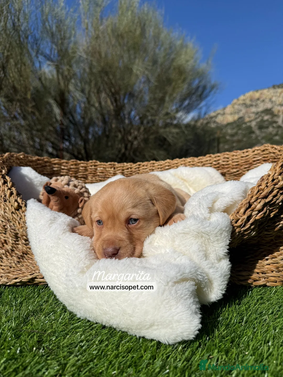 Labrador Retriever perros en venta: LABRADOR AMARILLO - Anuncio 9