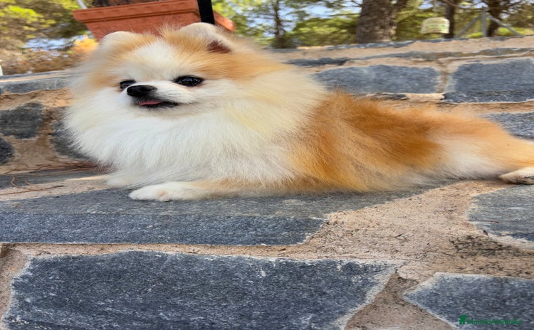 Pomchi perros Pomchi simpatiquísimos !!! - Anuncio 1
