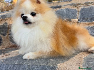 Pomchi perros Pomchi simpatiquísimos !!! - Anuncio 1