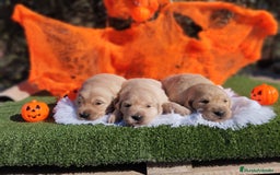 Golden Retriever perros en venta: Gran Camada de Golden Retriever - Imagen 4