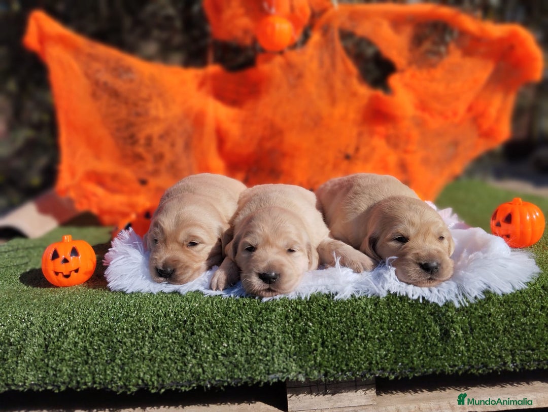 Golden Retriever perros en venta: Gran Camada de Golden Retriever - Imagen 4
