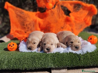 Golden Retriever perros - Anuncio 32