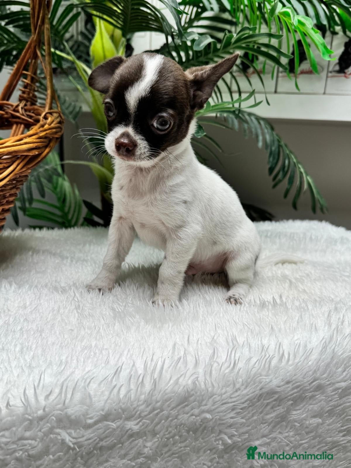 Chihuahua perros CHIHUAHUA CHOCOLATE Y BLANCO - Anuncio 2