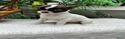 Chihuahua perros en venta: CHIHUAHUA CHOCOLATE Y BLANCO - Anuncio 1