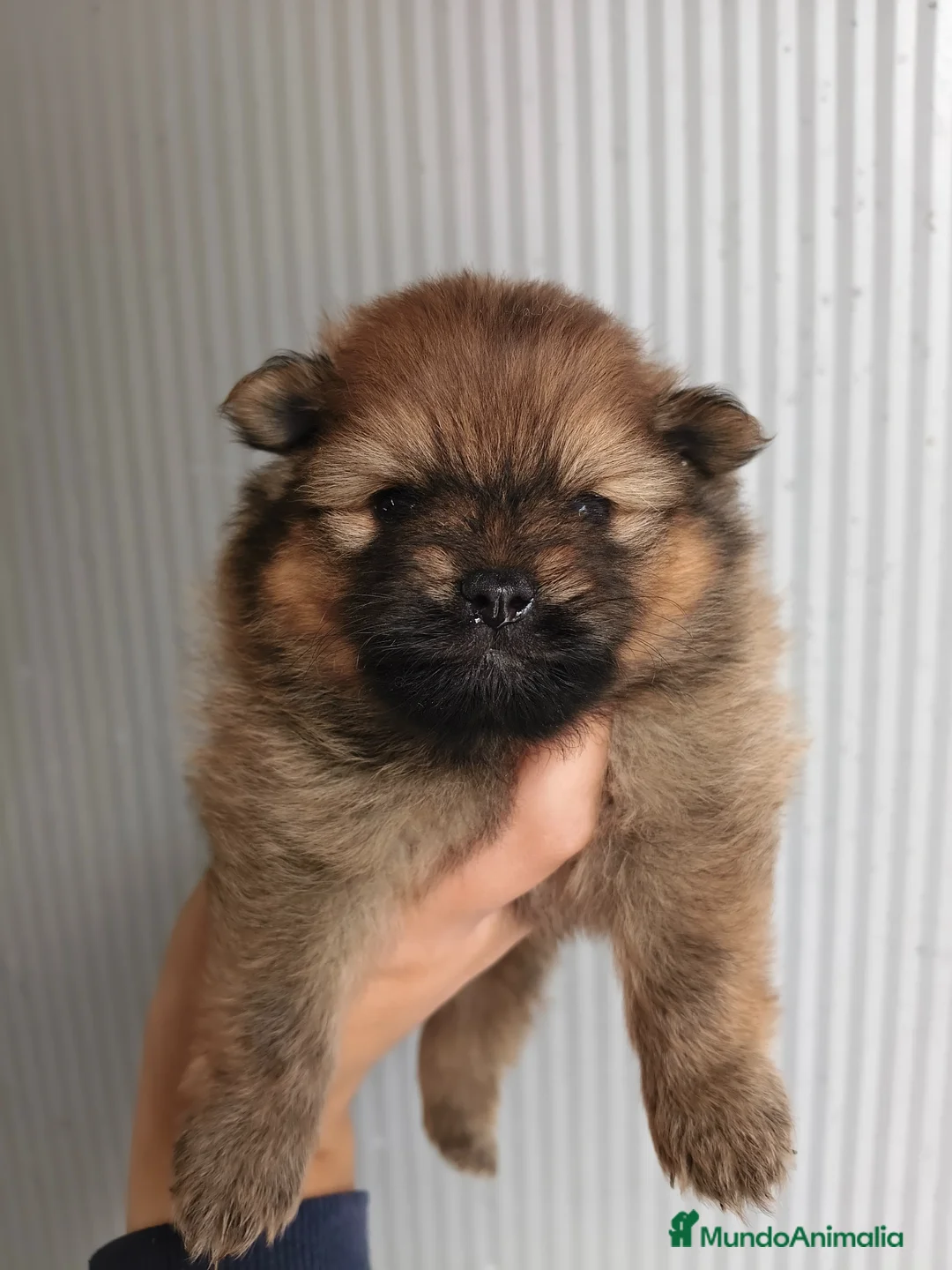 Pomerania perros en venta: POMERANIA  - Anuncio 4