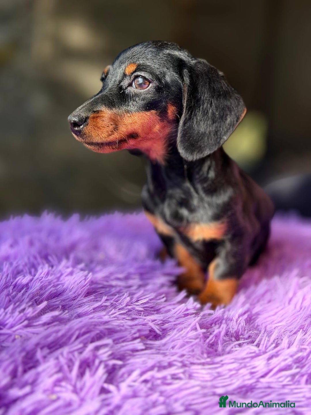 Teckel Miniatura perros en venta: TECKEL MINIATURA NEGRO FUEGO - Anuncio 2