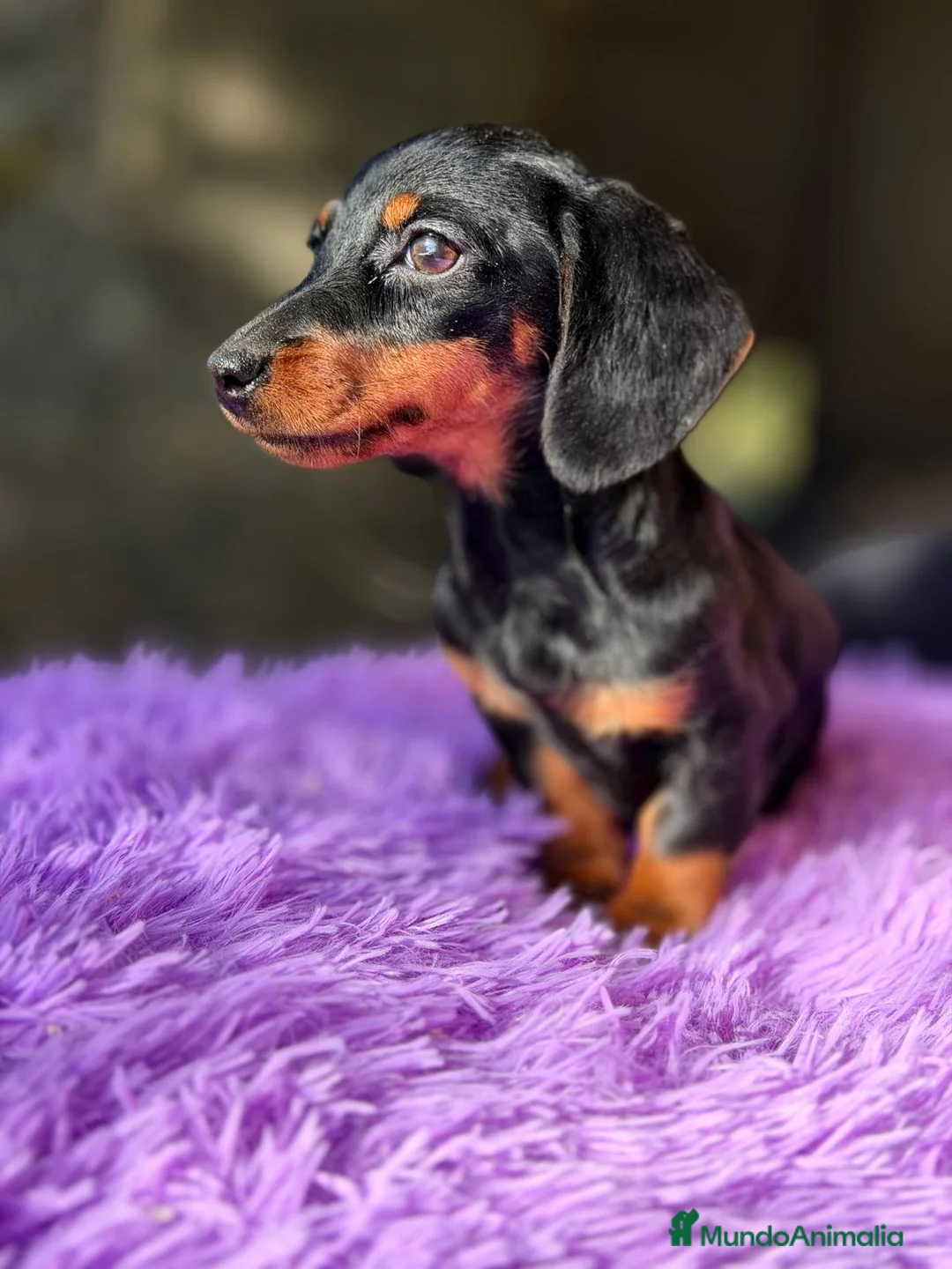 Teckel Miniatura perros en venta: TECKEL MINIATURA NEGRO FUEGO - Anuncio 2