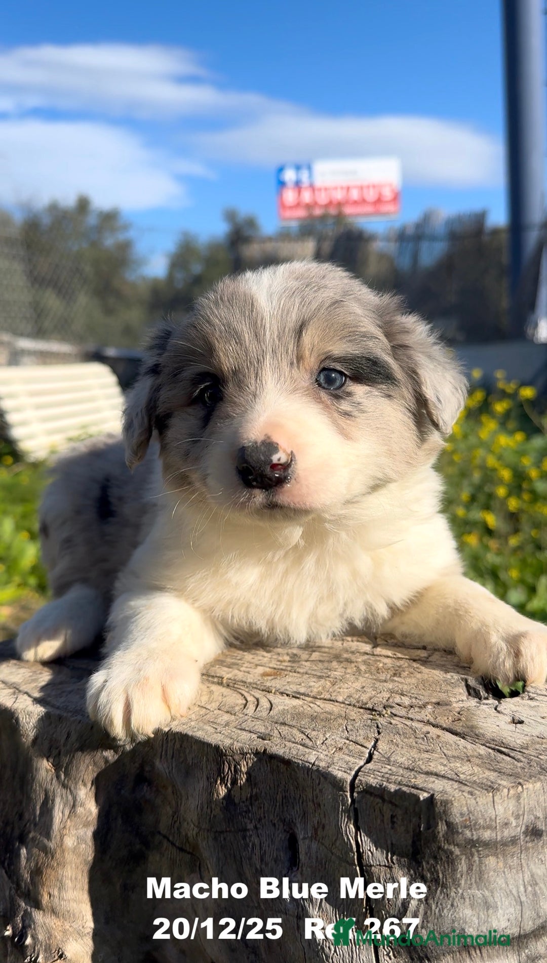 Border Collie perros en venta: BORDER COLLIE DE VILLA BIZNAGA - Anuncio 30