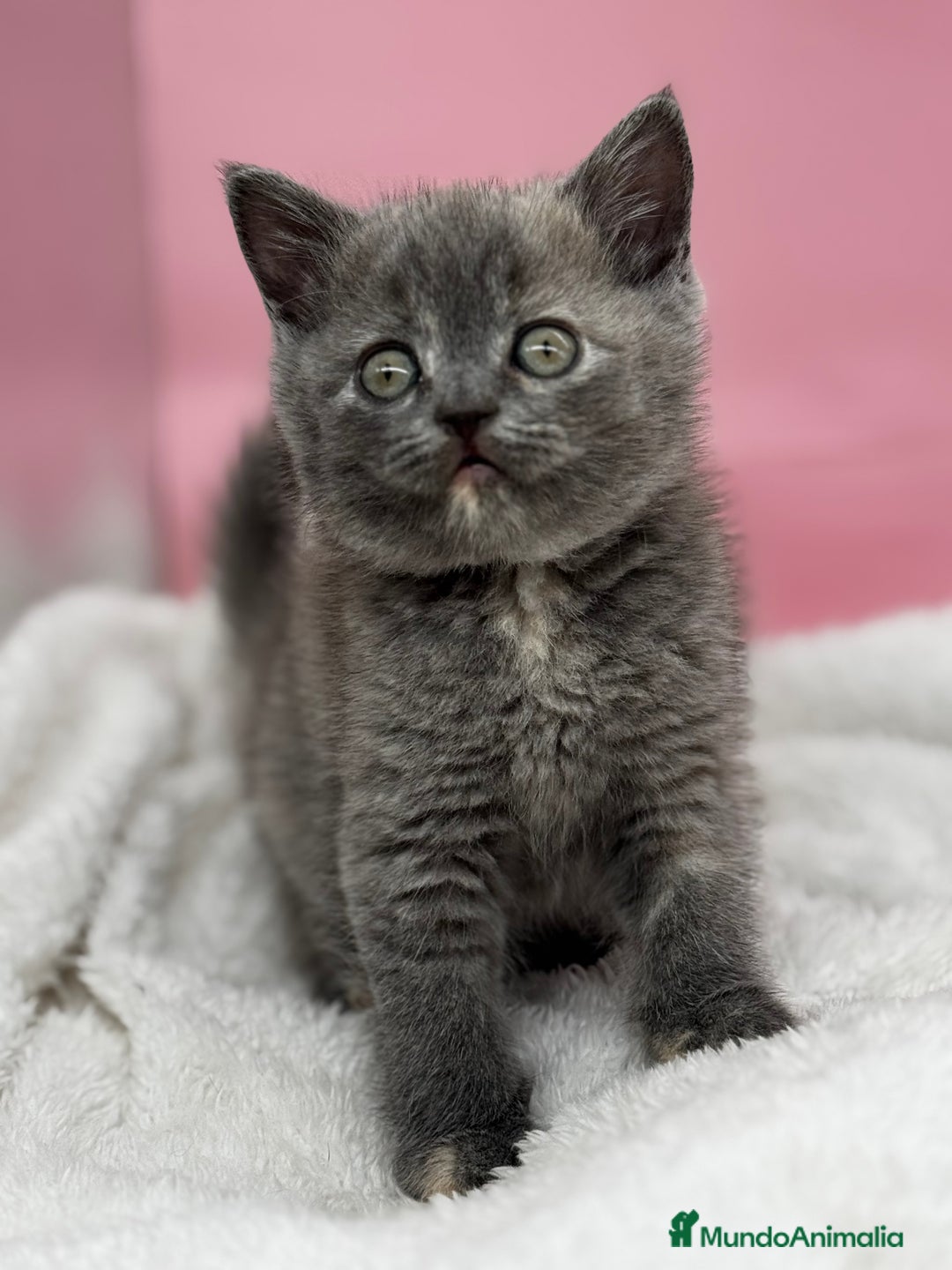 Británico de Pelo Corto gatos en venta: Última British  - Anuncio 3