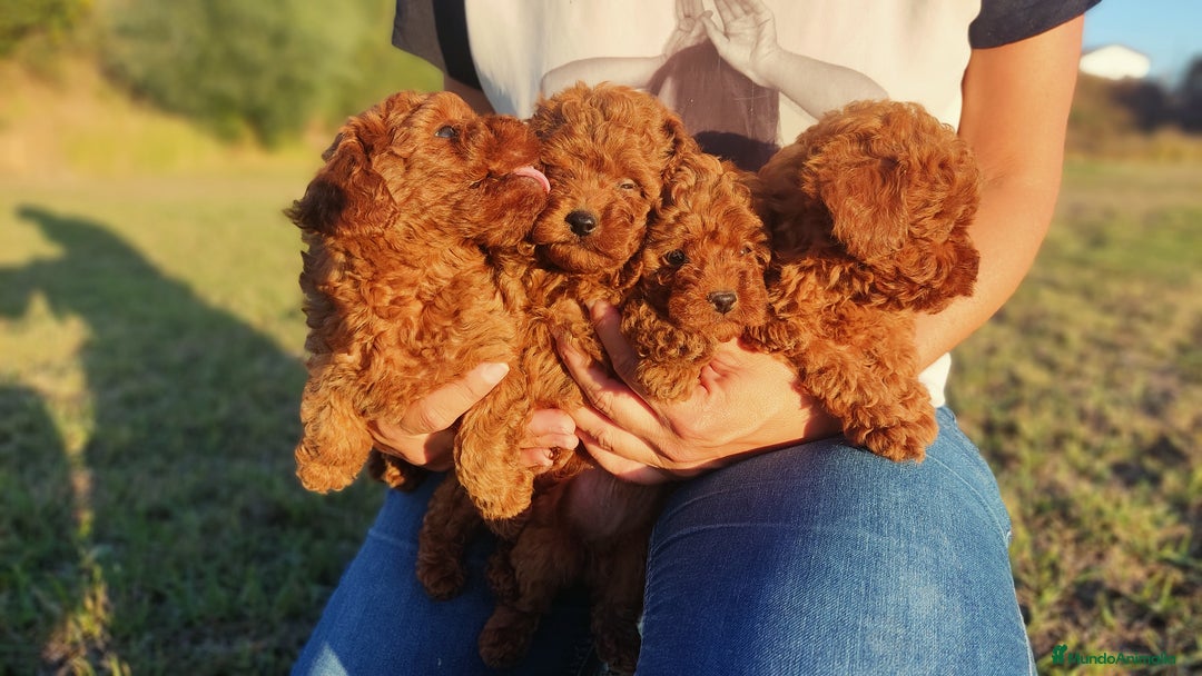 Caniche Enano perros en venta: Caniches Rojos enanos - Imagen 6