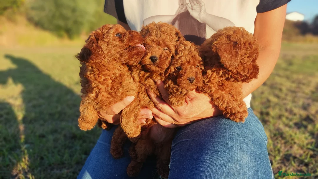 Caniche Enano perros en venta: Caniche Toy Rojo enano - Anuncio 6