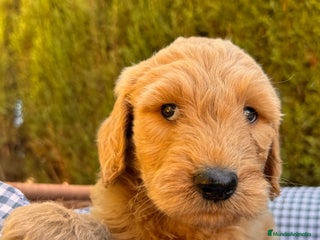 Goldendoodle perros GOLDENDOODLE GOLDENDOODLE GOLDENDOODLE - Anuncio 5