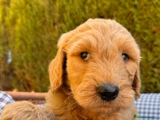 Goldendoodle perros GOLDENDOODLE GOLDENDOODLE GOLDENDOODLE - Anuncio 2
