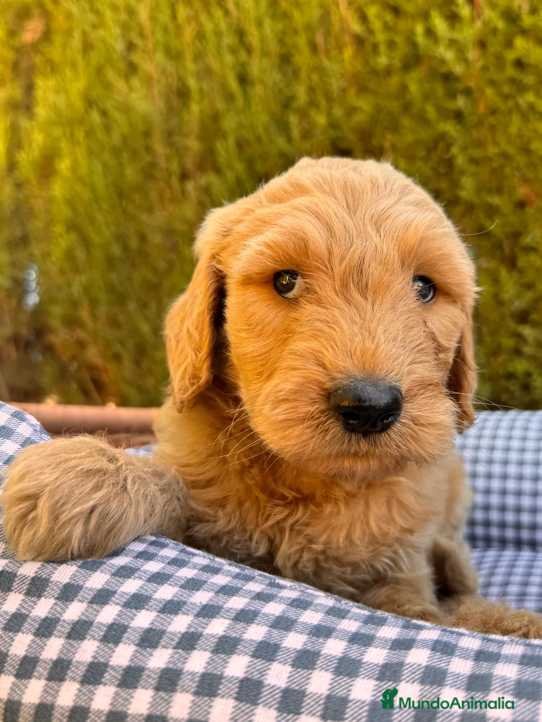 Goldendoodle perros en venta: GOLDENDOODLE GOLDENDOODLE GOLDENDOODLE - Anuncio 1