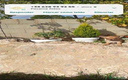 Chihuahua perros en venta: Cachorritos de chihuahua cabeza de manzana  - Imagen 2