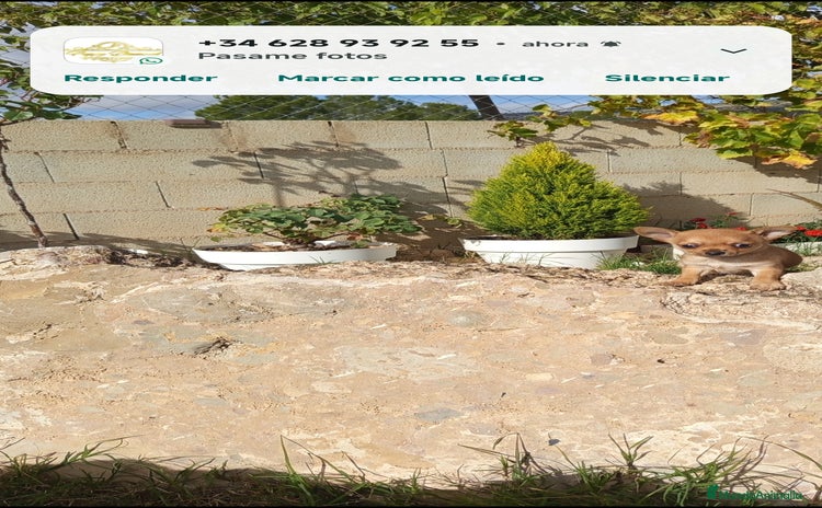 Chihuahua perros Cachorritos de chihuahua cabeza de manzana  - Anuncio 6