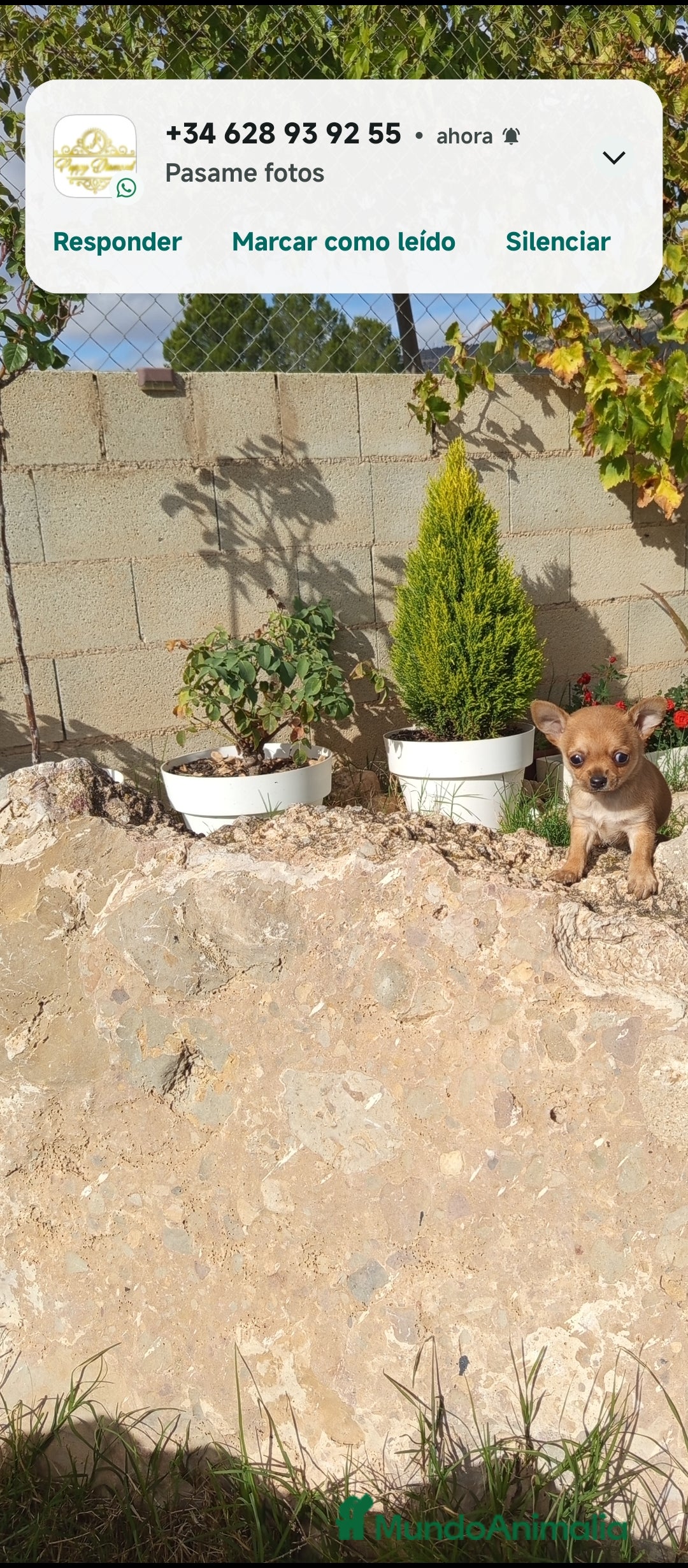 Chihuahua perros en venta: Cachorritos de chihuahua cabeza de manzana  - Imagen 2