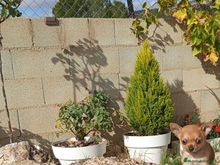 Chihuahua perros Cachorritos de chihuahua cabeza de manzana - Anuncio 22