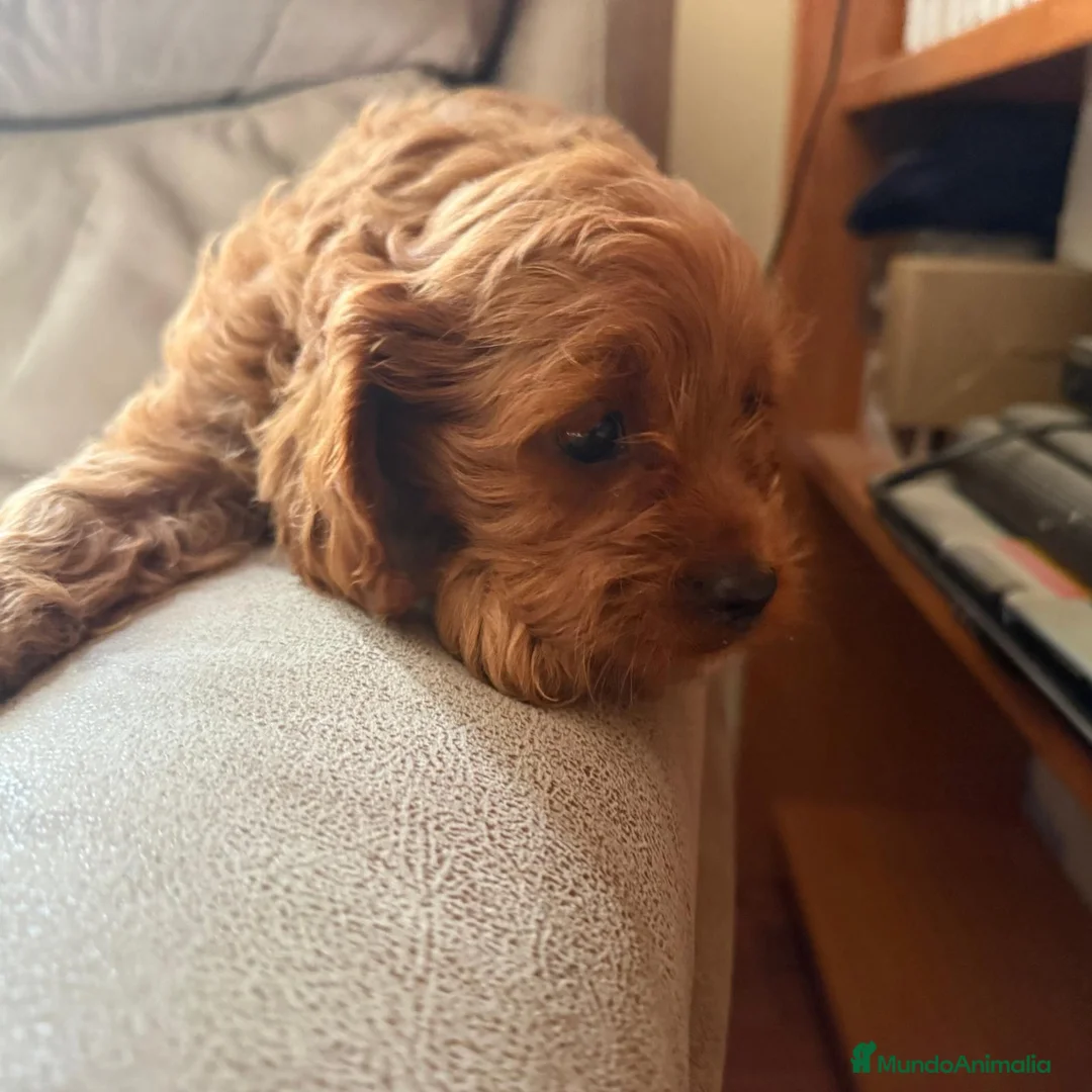 Cavapoo perros en venta: Camada cachorros raza Cavapoo en Granada - Anuncio 4
