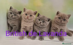 Británico de Pelo Corto gatos en venta: Gato British shorthair  - Imagen 5