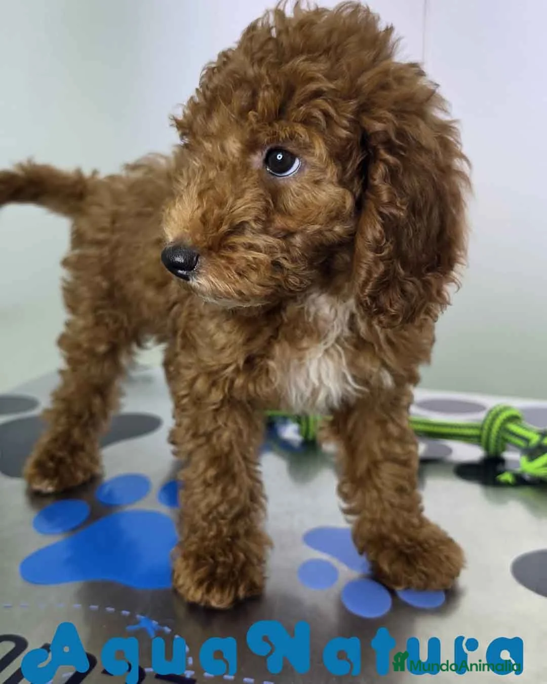 Caniche Enano perros en venta: Caniche Hembra de Barbie y Can (Ref 4138) - Anuncio 1