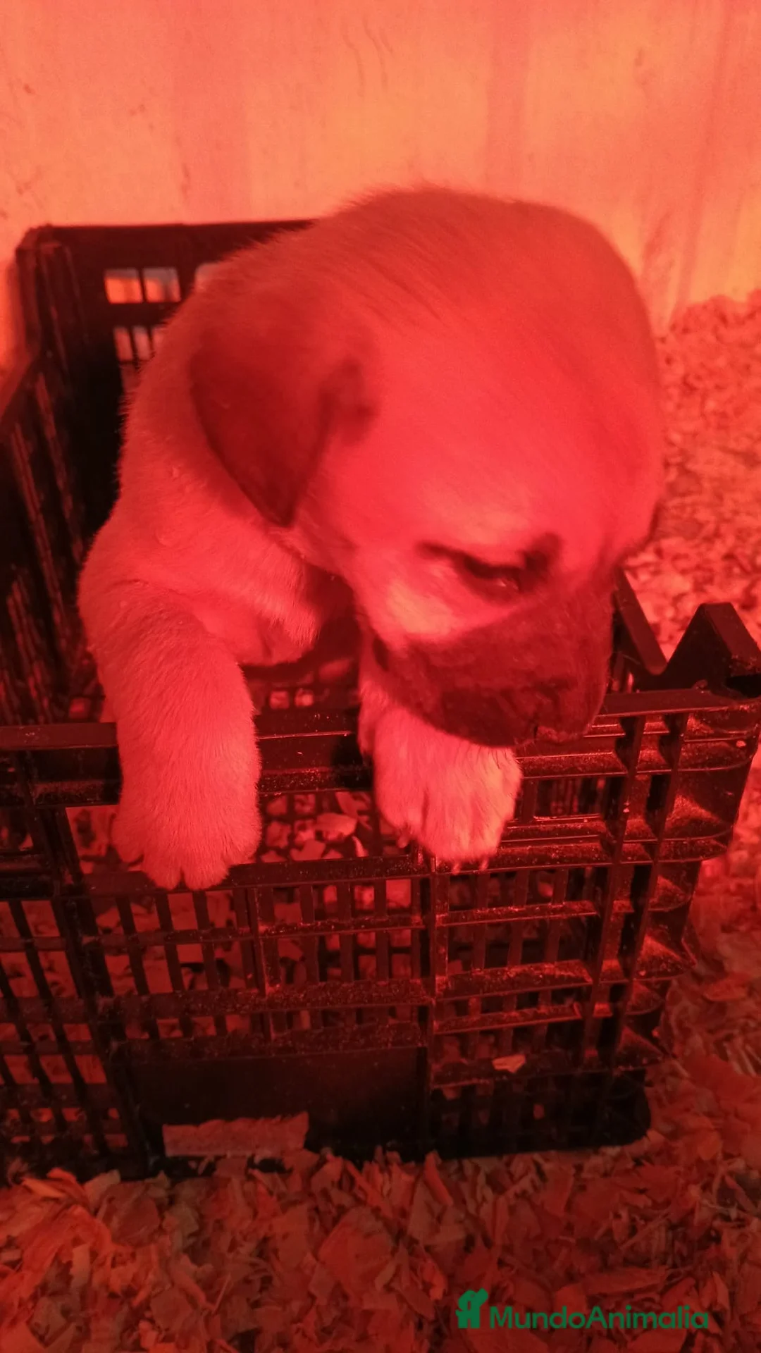 Mastín Español perros en venta: Hembra mastín  - Anuncio 5