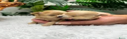 Maltipoo perros en venta: MALTIPOO 100% COREANA  - Anuncio 13