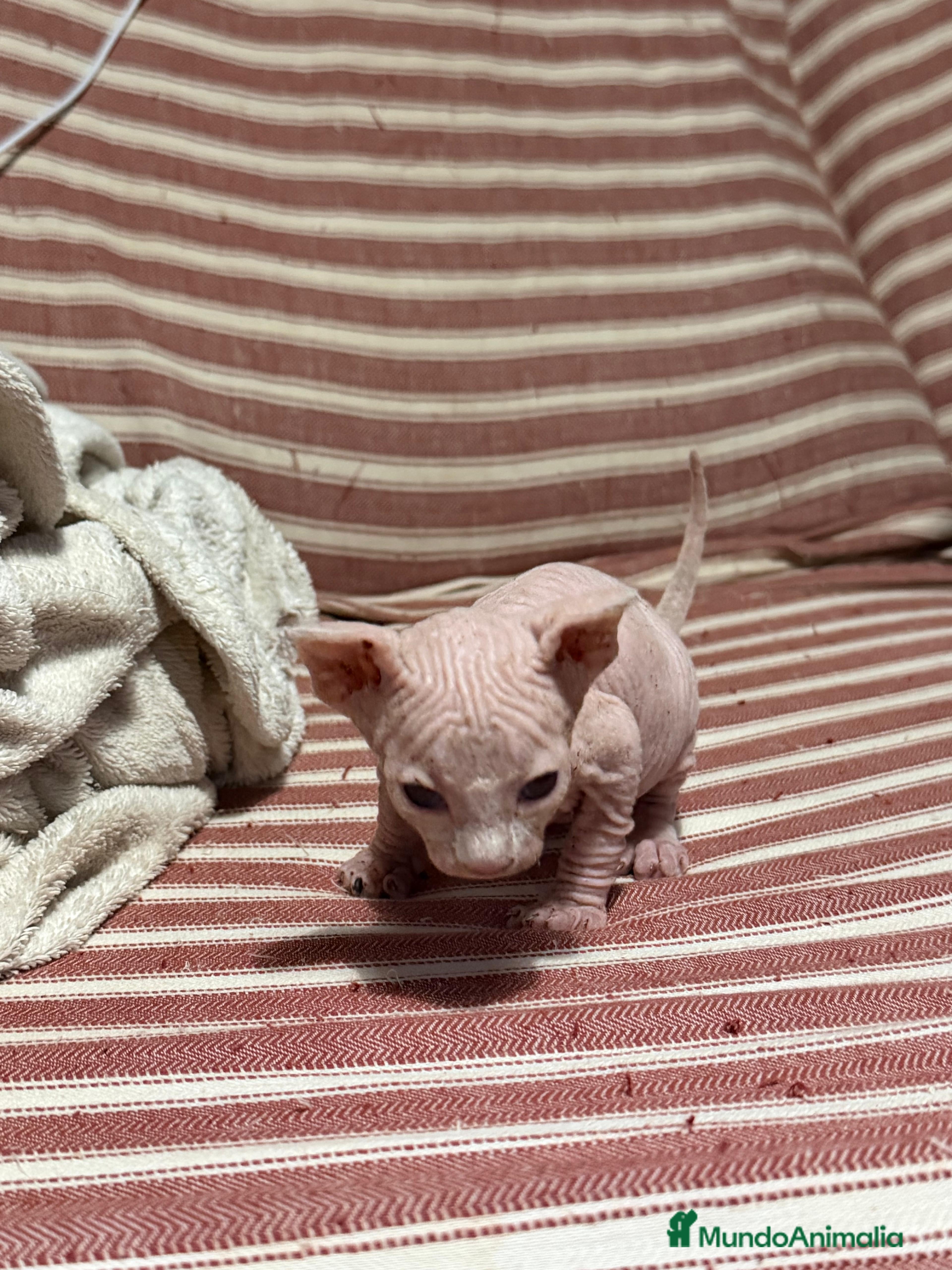 Sphynx gatos en venta: Camada Sphynx enero - Anuncio 9