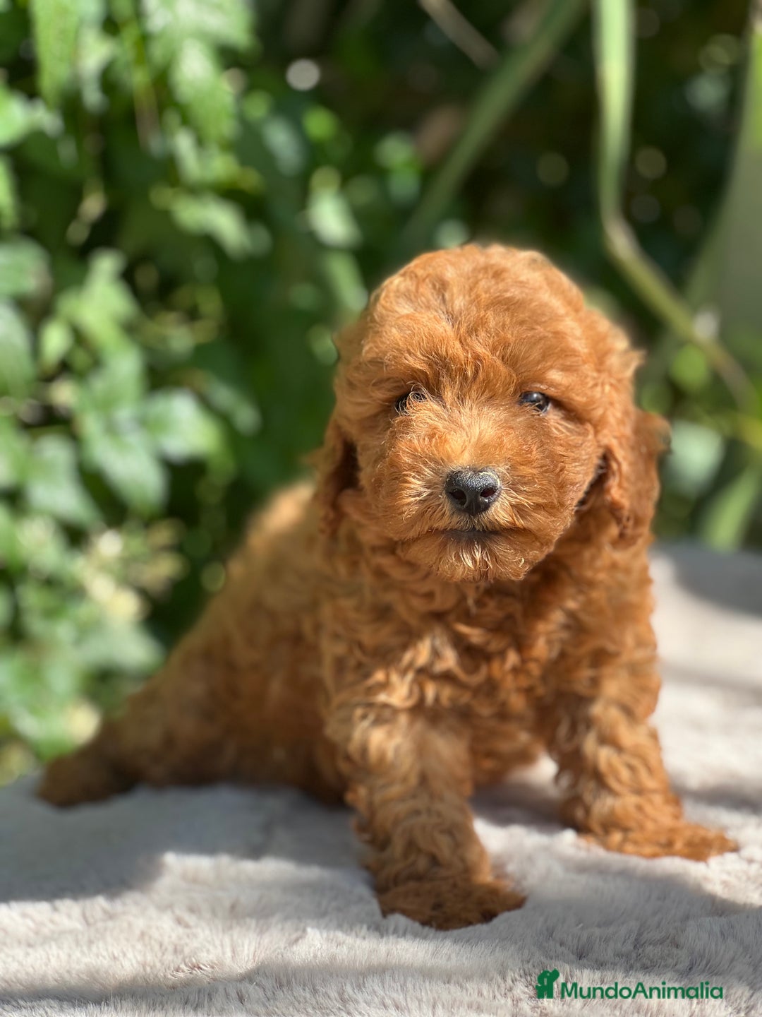 Caniche Toy perros en venta: Caniche toy  - Imagen 5