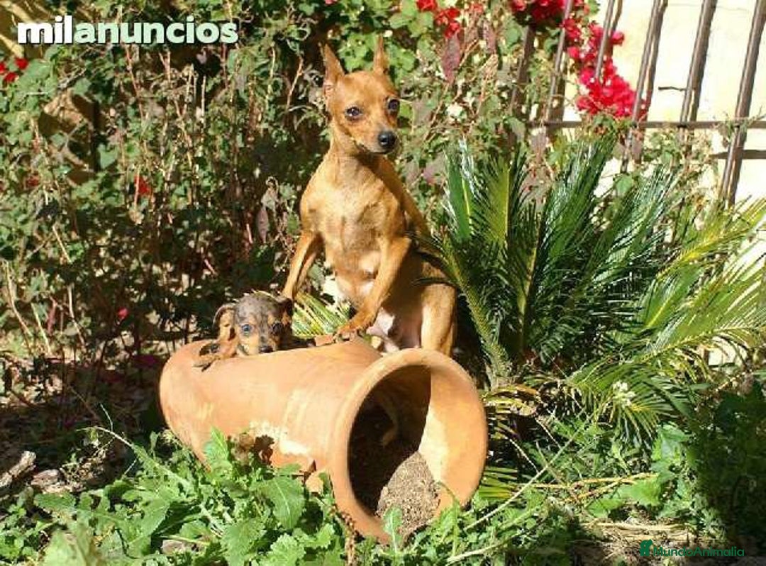 Pinscher Miniatura perros en venta: Caraby Harlequin Pinscher miniatura  en Alicante - Anuncio 13
