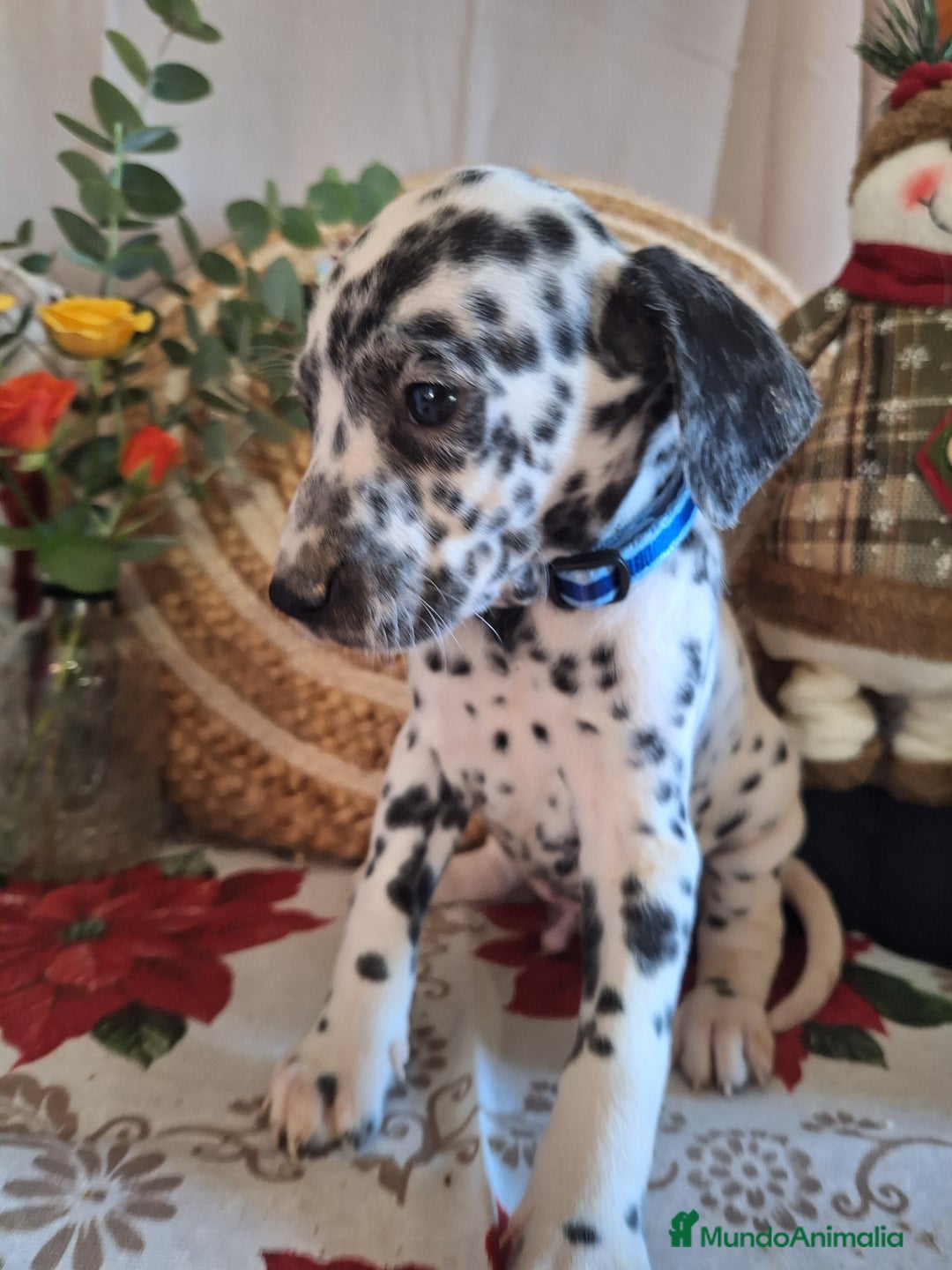 Dálmata perros en venta: DALMATA  - Anuncio 3