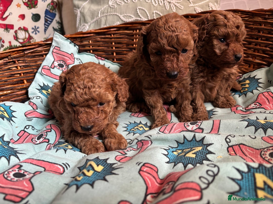 Caniche Toy perros en venta: Caniches toy rojos  - Anuncio 5
