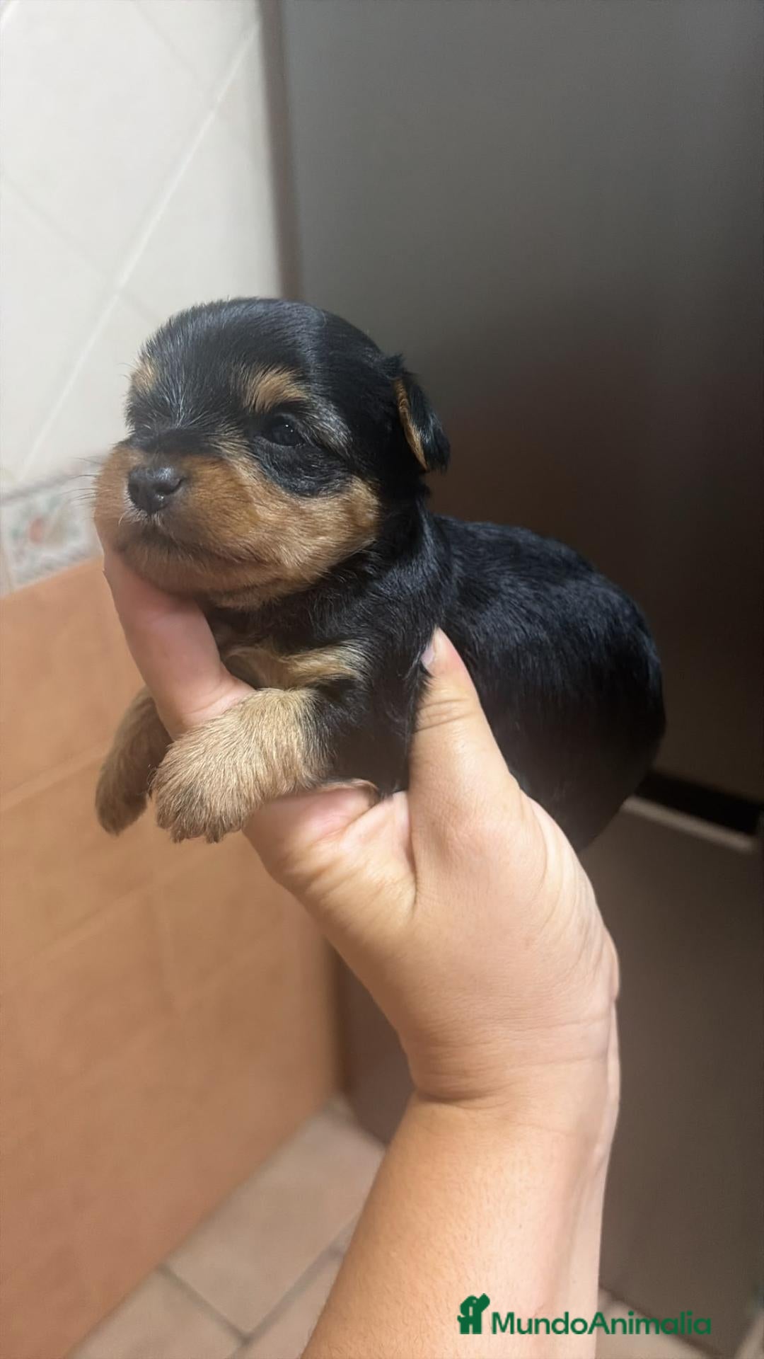 Yorkshire Terrier perros  🐾 YORKSHIRE - Anuncio 1