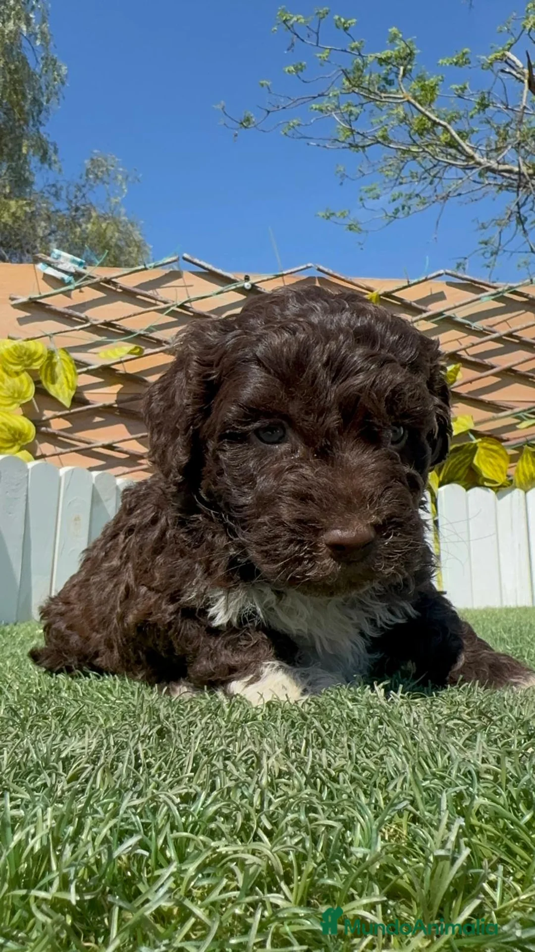 Perro de Agua Español perros en venta: PERRO DE AGUA  - Anuncio 1