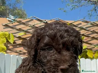 Perro de Agua Español perros PERRO DE AGUA - Anuncio 3