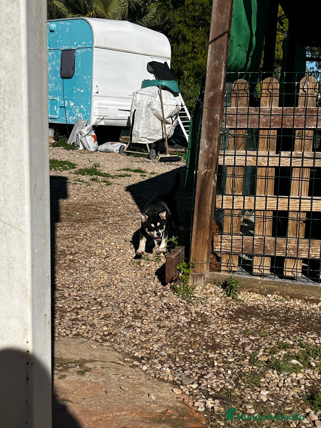 Pomsky perros en venta: Pomsky miniatura  - Anuncio 15