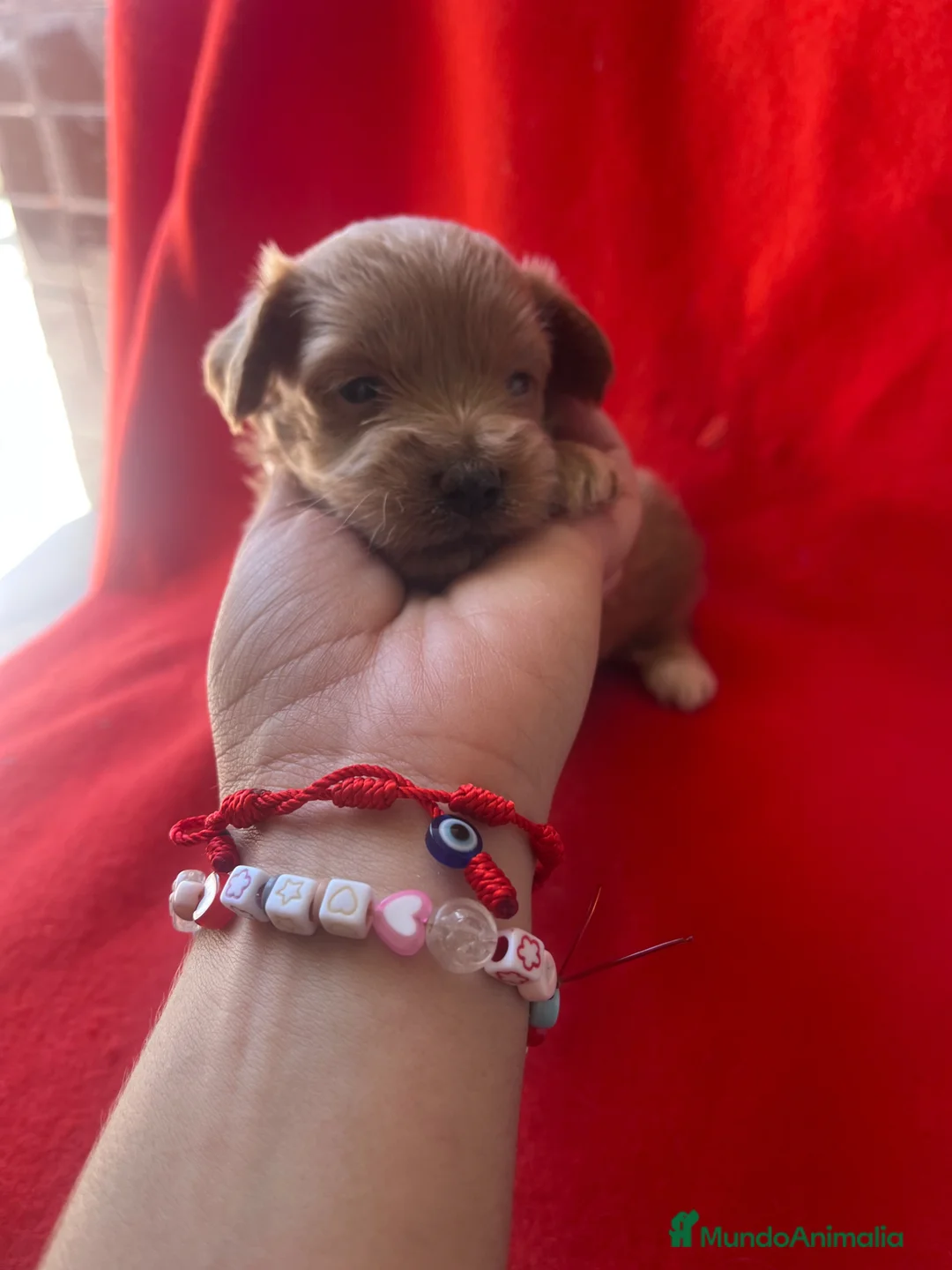 Maltipoo perros en venta: Preciosas hembras de maltipoo - Anuncio 2