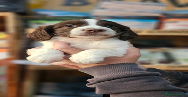 English Springer Spaniel perros Springer spanish - Anuncio 8