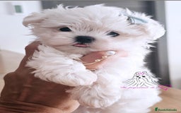 Bichón Maltés perros en venta: BICHON MALTÉS COREANO MINIATURA  - Imagen 2