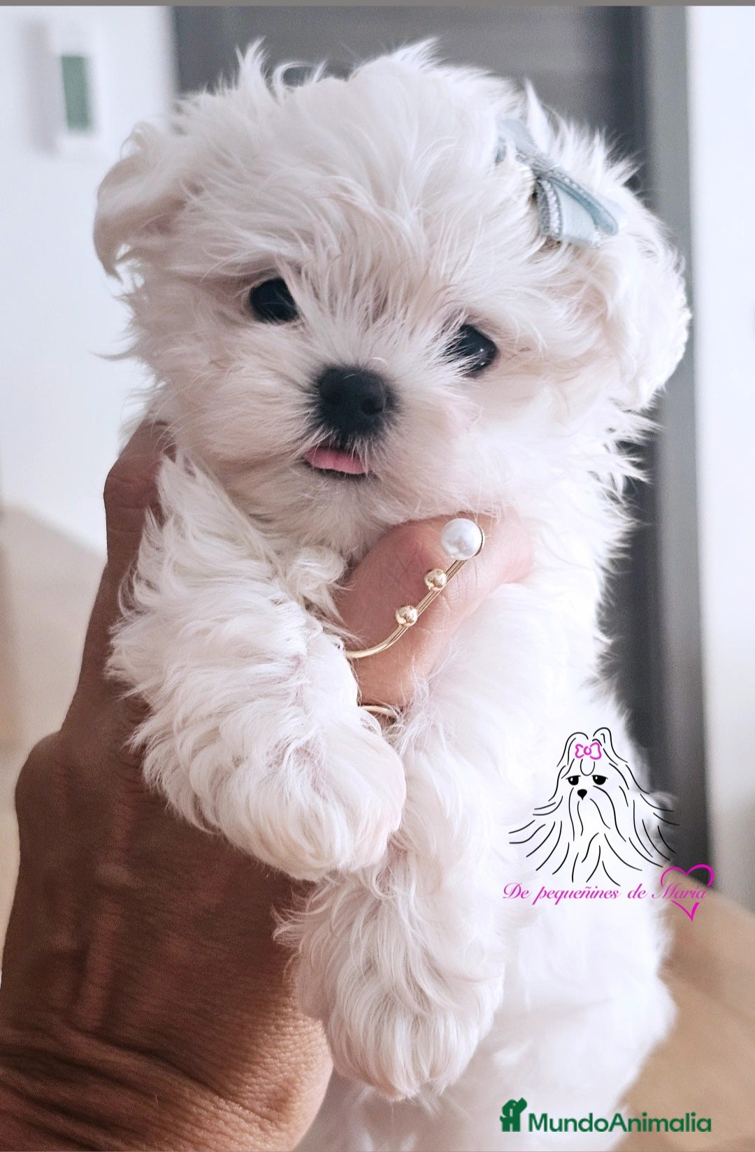 Bichón Maltés perros en venta: BICHON MALTÉS COREANO MINIATURA  - Imagen 2
