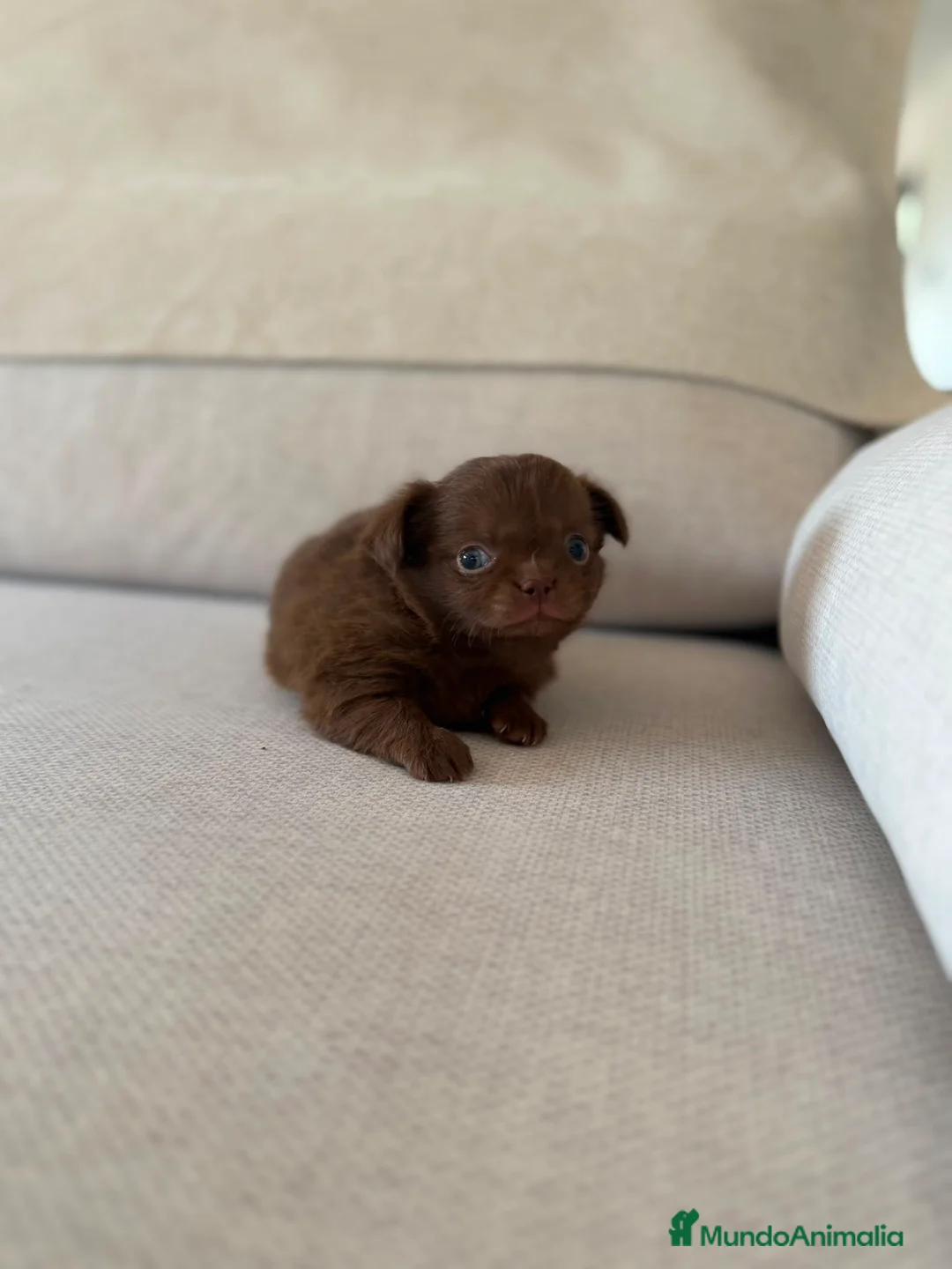 Chihuahua perros en venta: Chihuahua hembra pelo largo chocolate  - Anuncio 2